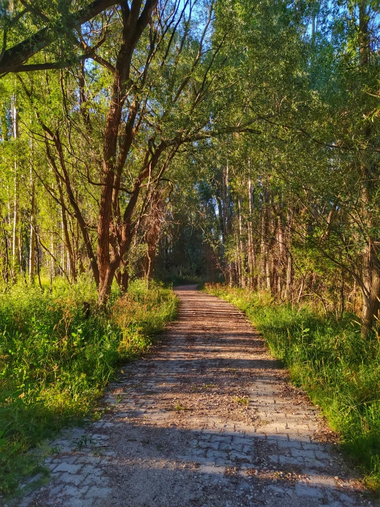 dirt and gravel road with trees and grass