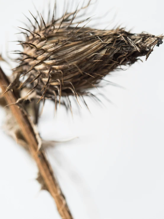 the flowers and stems of this flower are dying