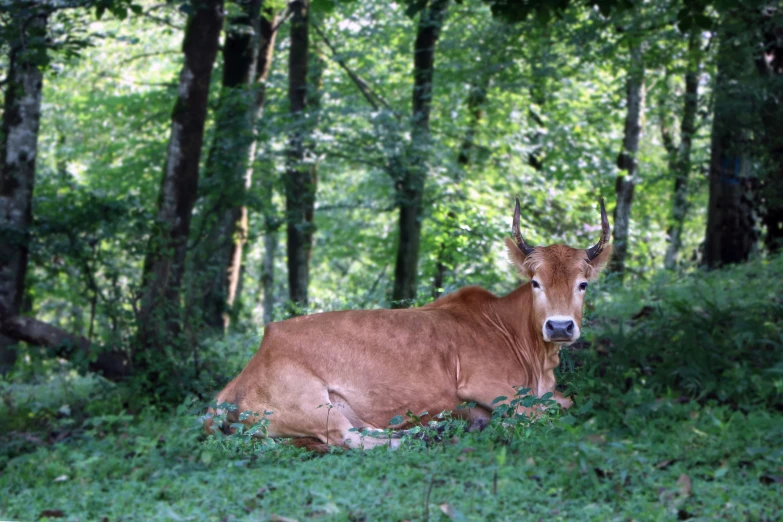 an adult bull lying in the middle of a forest