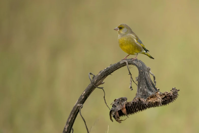 a bird perched on a nch in a field