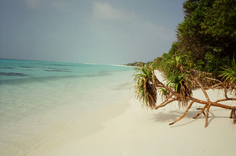 the beach is empty as well as some trees