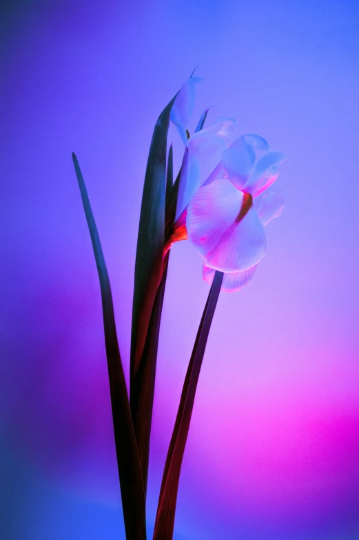 a pink flower that is in some type of pot