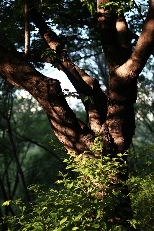 this tree is shown in the sunlight with light