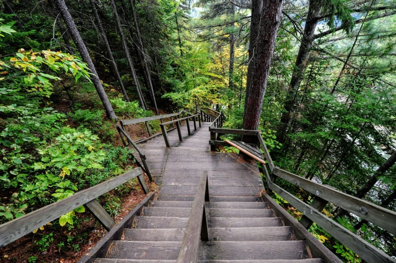 the steps leading up into a wooded area