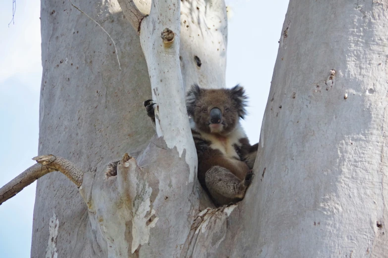 a koala sits in the nches of an old tree