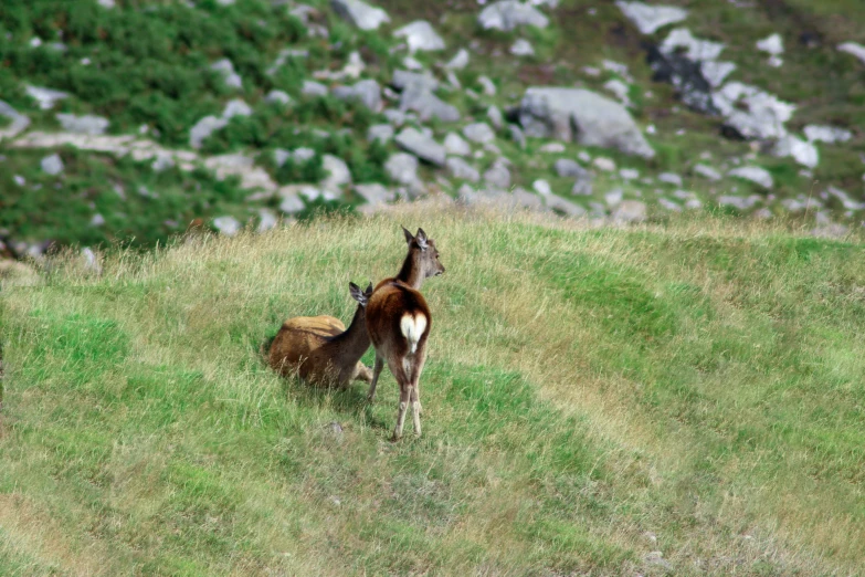 an antelope is walking beside another antelope