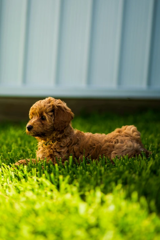 a little dog laying on top of lush green grass