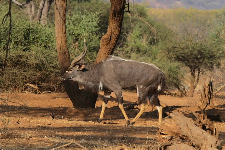 a wildebeest runs towards a tree in a field