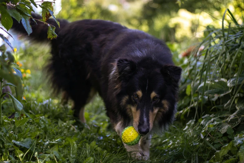 a dog that is standing in the grass with a ball