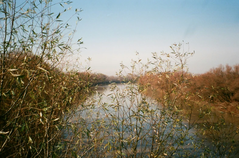 a body of water surrounded by trees and weeds