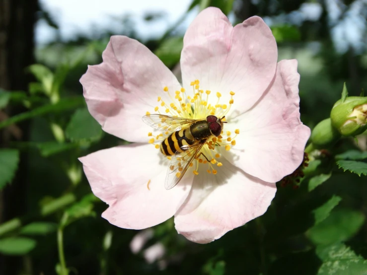 a bee on a flower that is in bloom