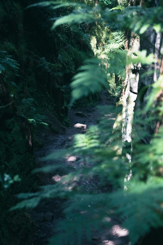 a narrow path between trees in the woods