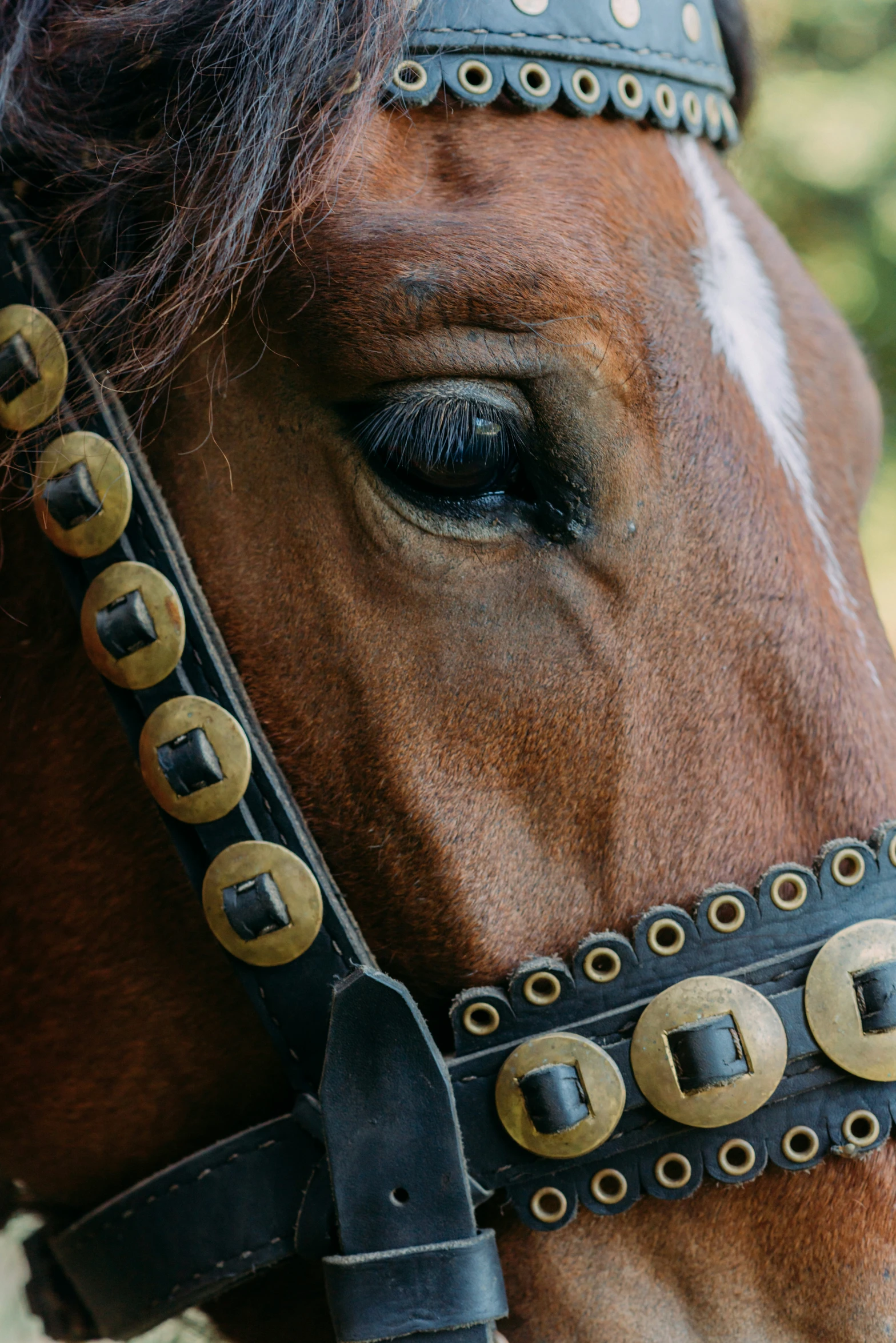 closeup of a horse wearing its bridle on