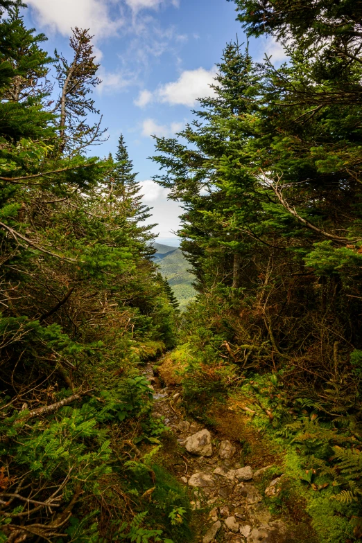 a rocky path running between several tree covered areas