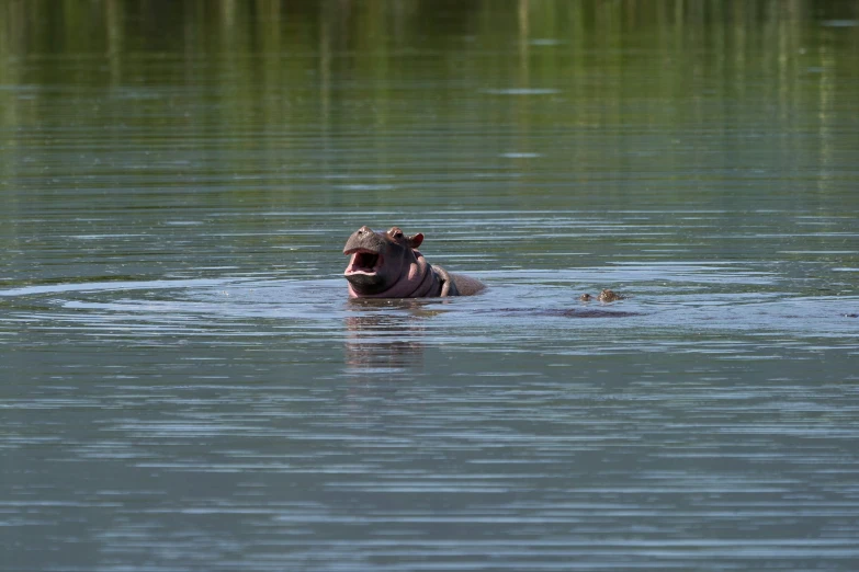 a dog swimming in a lake surrounded by green water