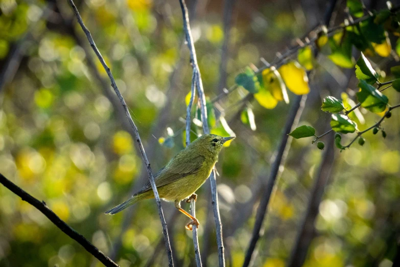 a small green bird perched on the top of a thin nch