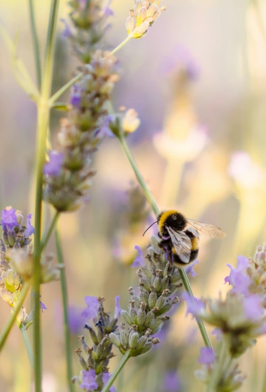 a bee flying near a flower in the day time