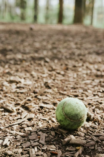 a green ball on the ground surrounded by wood chips