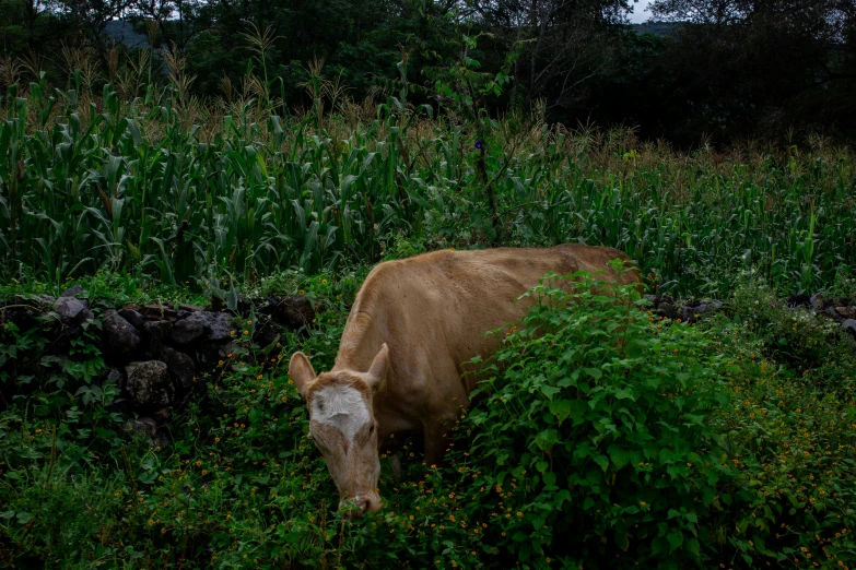 the cow eats grass and leaves in a field