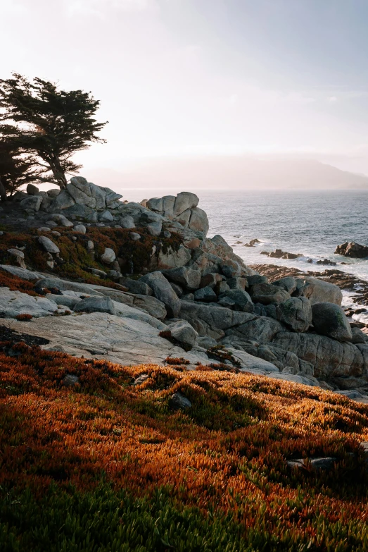 a tree and some rocks by the water