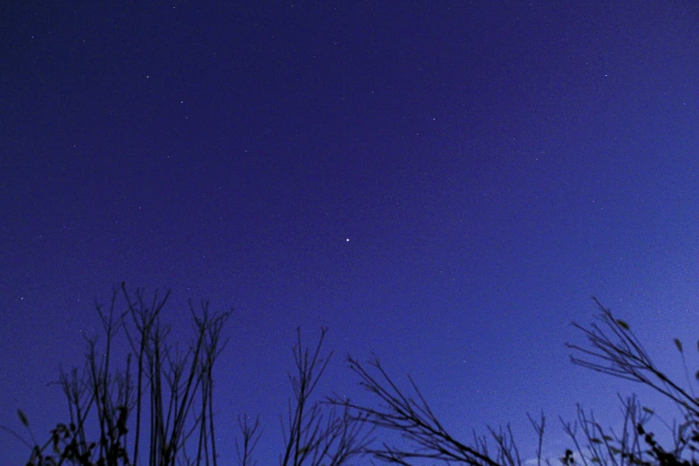 a po taken from the ground looking up at a starry sky and treetops