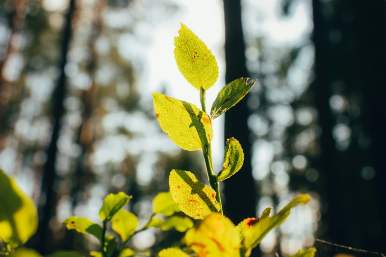 the yellow leaves are in the middle of a forest