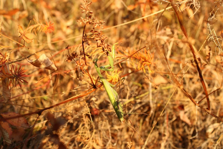 a small grasshopper sitting in a field of brown grass