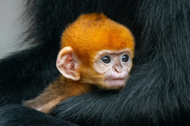 a small brown monkey is sitting in the forest