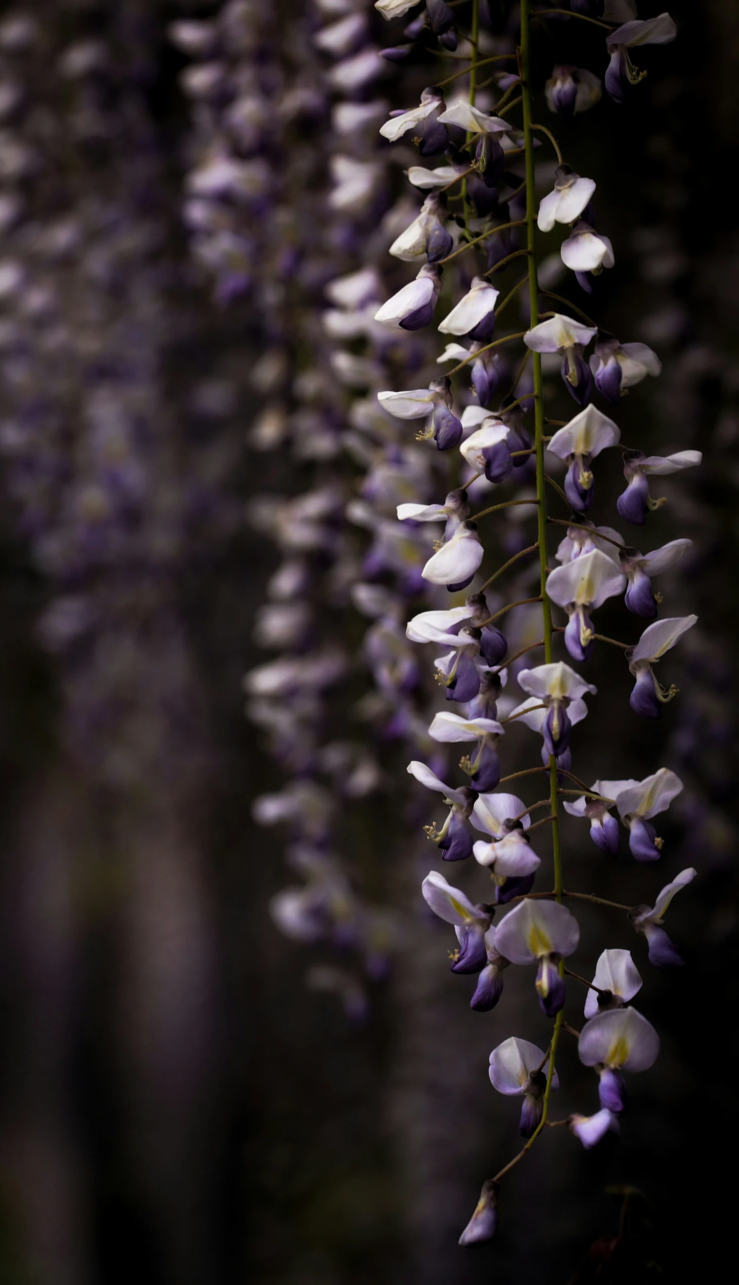 a bunch of flowers that are growing together