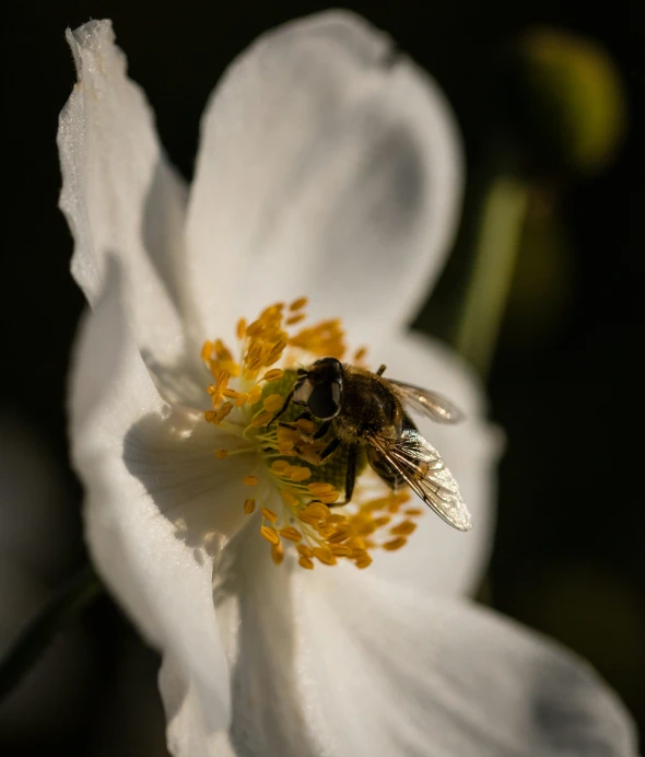 a close up of a bee on the inside of a flower