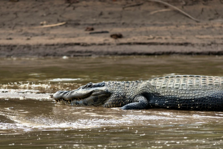 an alligator laying on it's side in the water