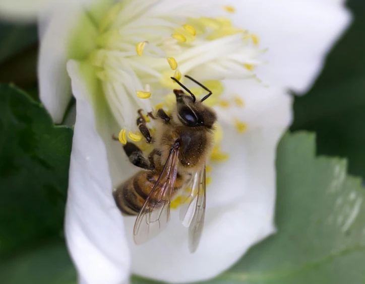 there is a bee sitting in the middle of a flower