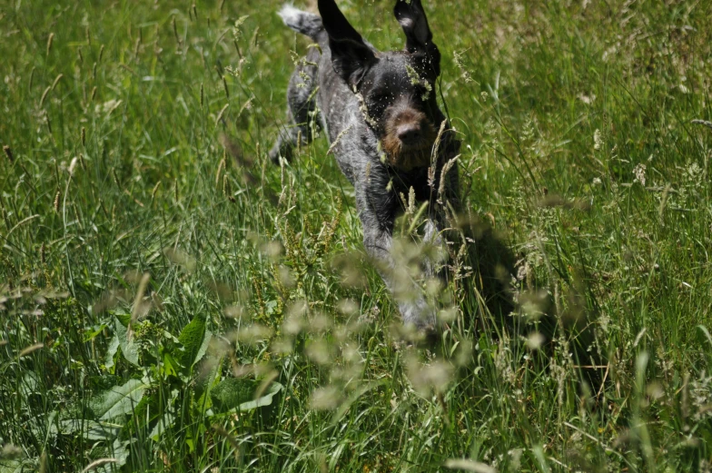 a dog is running through the tall grass