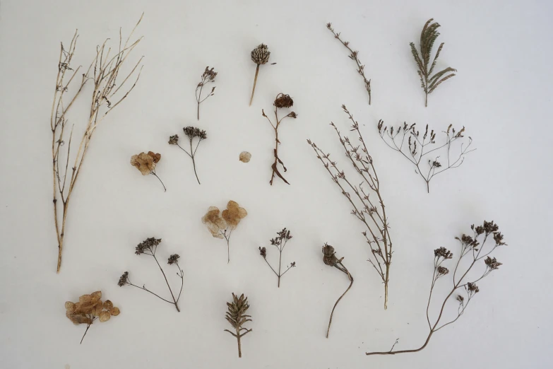 dead weeds and buds laid out on a white surface