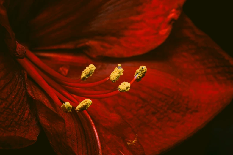 the stigma of a red flower with yellow stamens