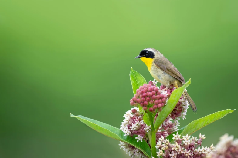 a little bird sitting on top of a pink flower