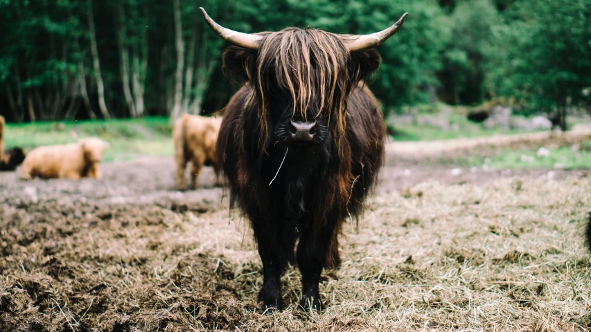 an adult yak with long horns in a field