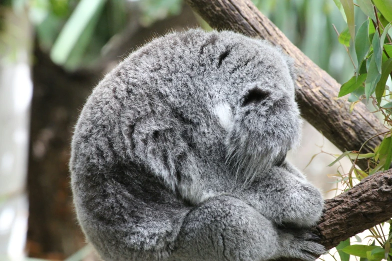 a koala sitting on top of a tree nch