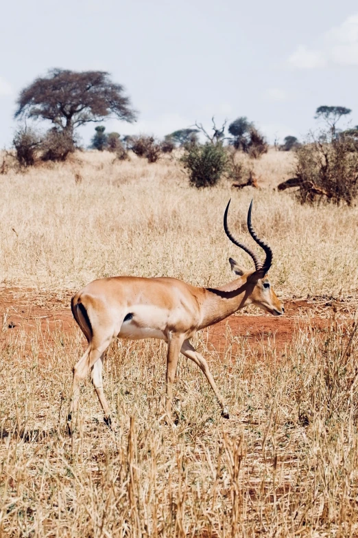 a gazelle stands alone in a dry field