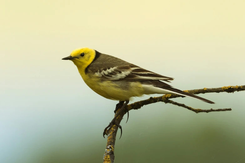 a yellow and gray bird is perched on a nch