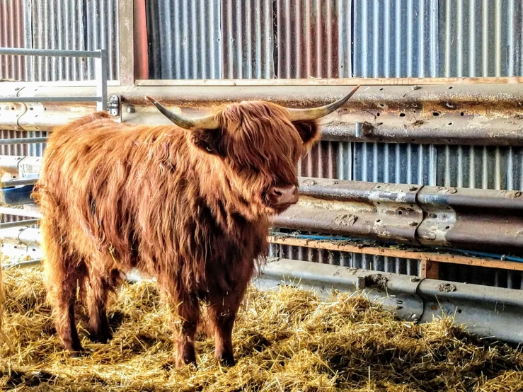 an image of the large bull is standing in the hay