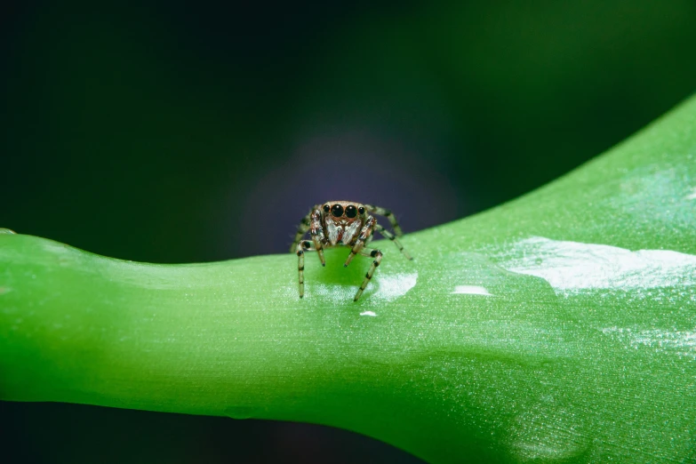 a black and white spider is sitting on a green leaf