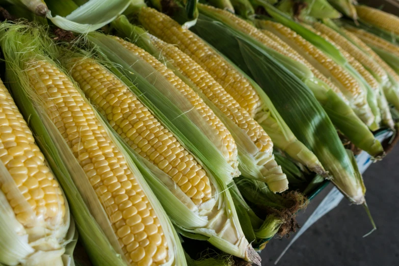 a group of pieces of corn lying side by side on display