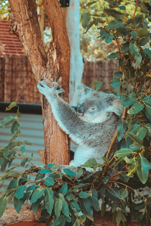 a koala bear sitting up in the tree