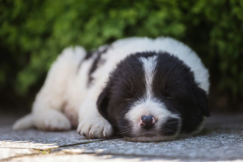 a puppy sleeps on a pavement next to some bushes