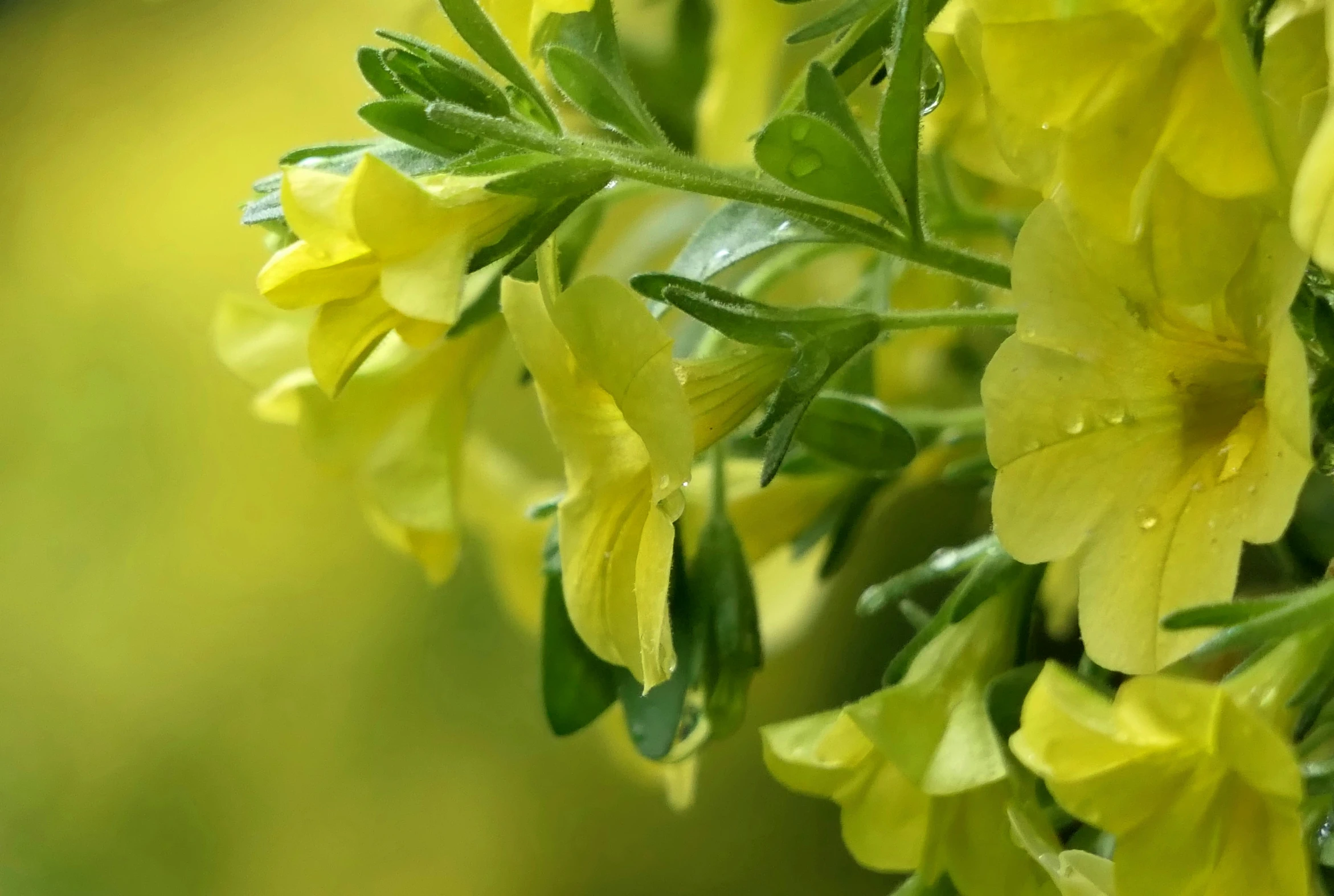 a bunch of flowers with water drops on it