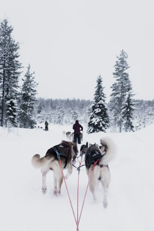 a man pulling two dogs in the snow