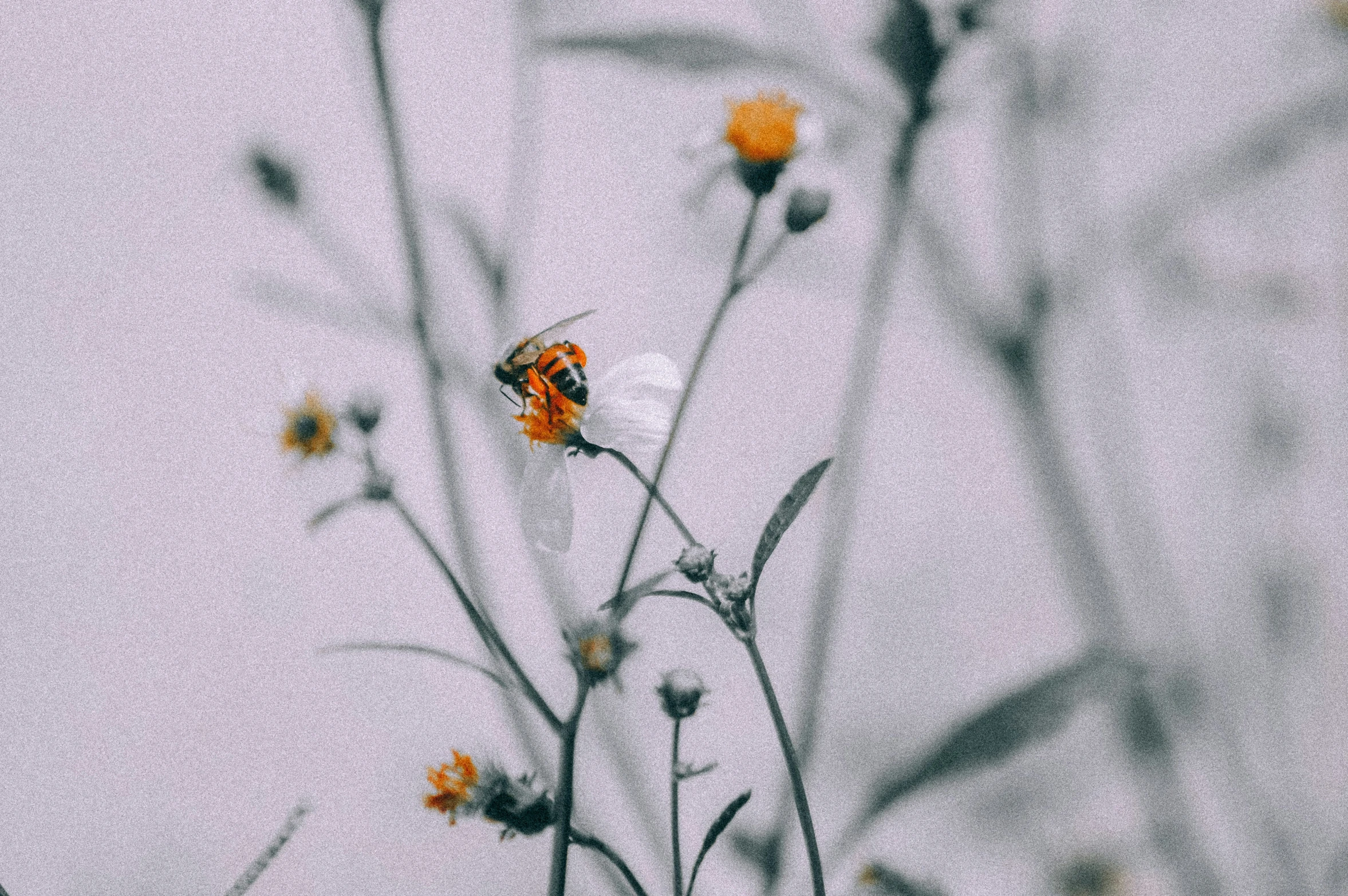 a bee on a flower with the sky in the background