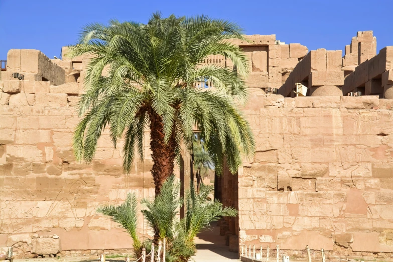 a large palm tree is in front of a stone wall