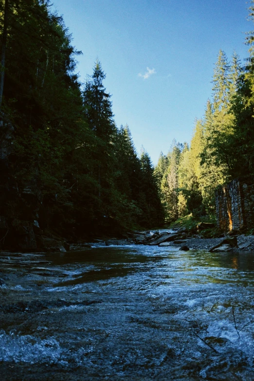 a stream runs through the forest with lots of trees